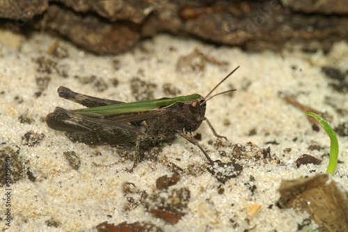 Closeup on the European Common green grasshopper Omocestes viridulus sitting on sand