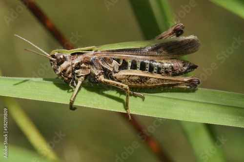 Closeup on the European Common green grasshopper Omocestes viridulus sitting on a straw of grass