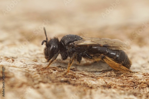 Closeup on a dark black Shaggy bee, Panurgus calcaratus, sitting on wood