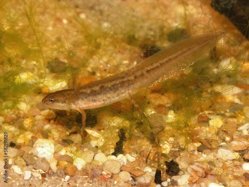 Closeup on a gilled larval juvenile Common smooth newt Lissotriton vulgaris underwater