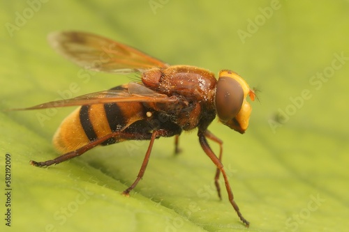 Closeup on a large hornet mimic hoverfly Volucella zonaria, sitting on a green leaf in the garden photo