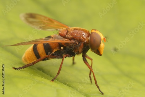 Tablou pe pânză Closeup on a large hornet mimic hoverfly Volucella zonaria, sitting on a green l