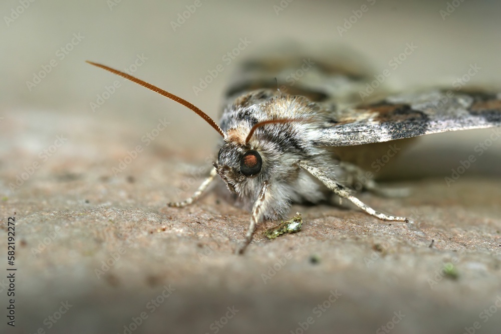 Fototapeta premium Detailed closeup on the oak lutestring Drepanidae moth, Cymatophorina diluta, sitting on wood