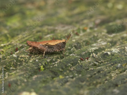 Closeup on a small brown pygmee groundhopper, Tetrix undulata, sitting on wood © Henk Wallays/Wirestock Creators