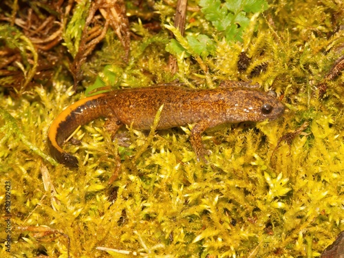 Closeup of the rare Japanese Tsushima salamander, Hynobius tsuensis sitting on green moss