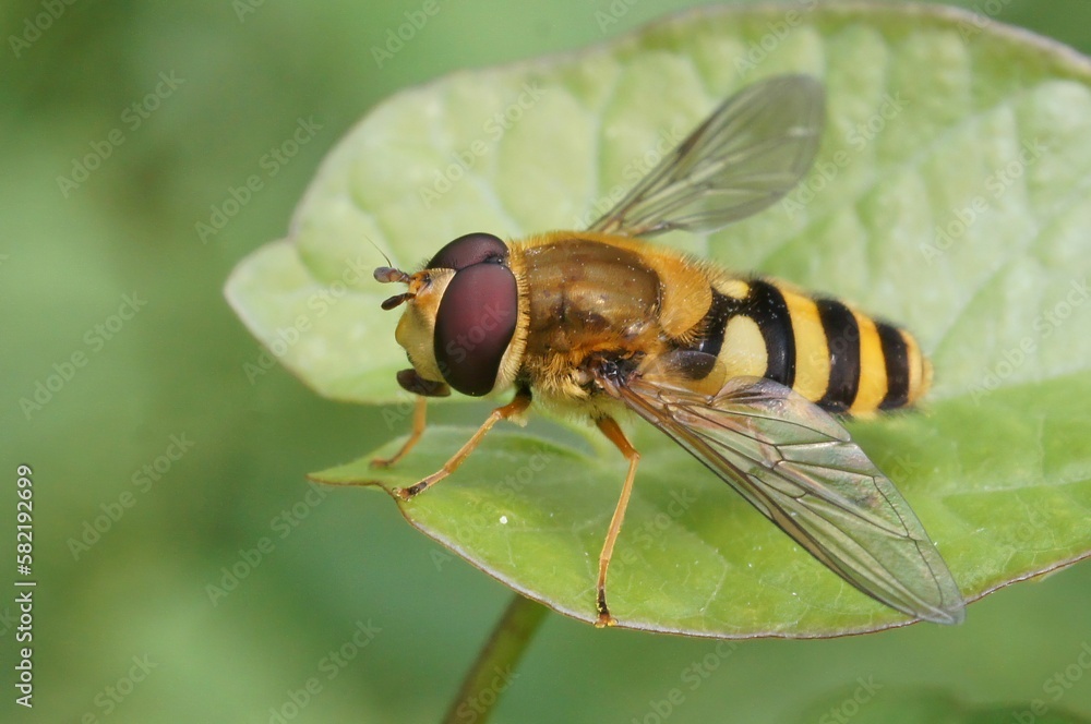 Closeup on a common yellow banded hoverfly, Syrphus ribesii , sitting on a green leaf Closeup on a common yellow banded hoverfly, Syrphus ribesii , sitting on a green leaf