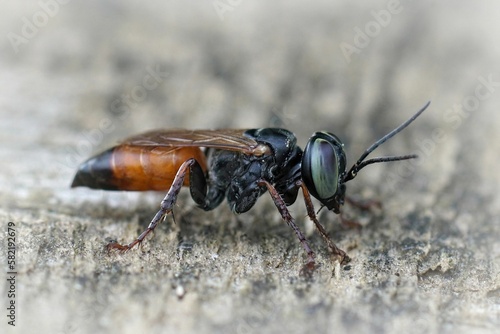 Closeup on a colorful red and black, blue eyed Tachysphex wasp, a predator on grasshoppers