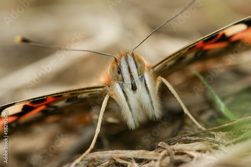 Facial closeup on a Painted lady butterfly, Vanessa cardui, with open wings sitting on the ground photo