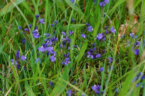 Closeup on the colorful blue Common Milkwort Polygala vulgaris wildflower photo