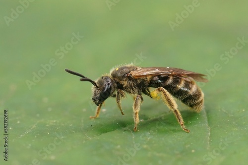 Closeup on a female common small smelling furrow bee, Lasioglossum calceatum, sitting on green leaf © Henk Wallays/Wirestock Creators