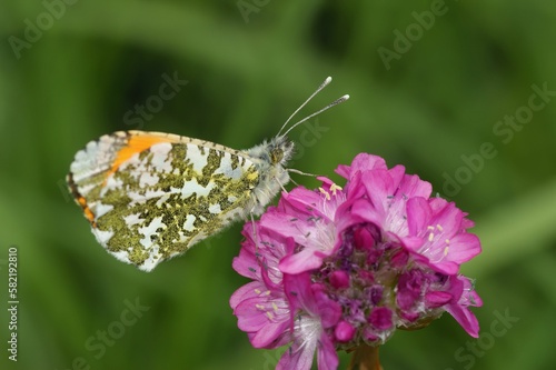 Closeup on European Orange tip butterfly, Anthocharis cardamines with closed colorful marbled wings