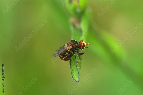Closeup on the odd shaped , Ferruginous Bee-grabber fly, Sicus ferrugineus