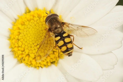 Closeup of a Migrant hoverfly, Eupeodes corollae, on a hite pretty daisy flower in the garden photo