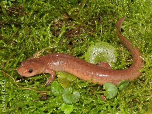 Full body closeup on the North American spring salamander, Gyrinophilus porphyriticus posed on moss