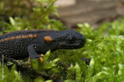 Closeup on a juvenile of the endangered Asian Red-tailed knobby newt, Tylototriton kweichowensis photo