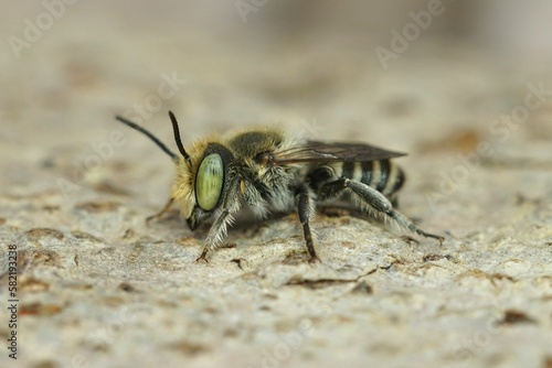 Closeup on a Mediterranean green-eyed male leafcutter solitary bee, Megachile species