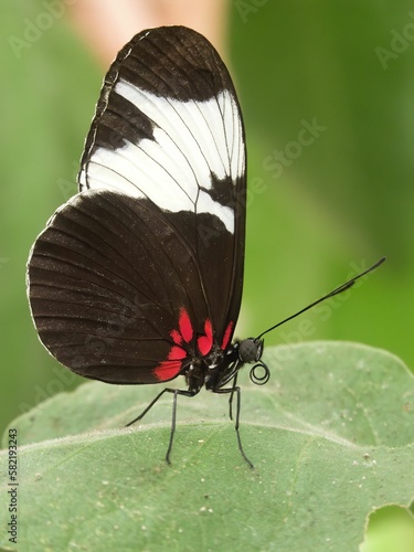 Closeup on colorful nymphalid cydno longwing buttrerfly, Heliconius cydno sitting with closed wings photo