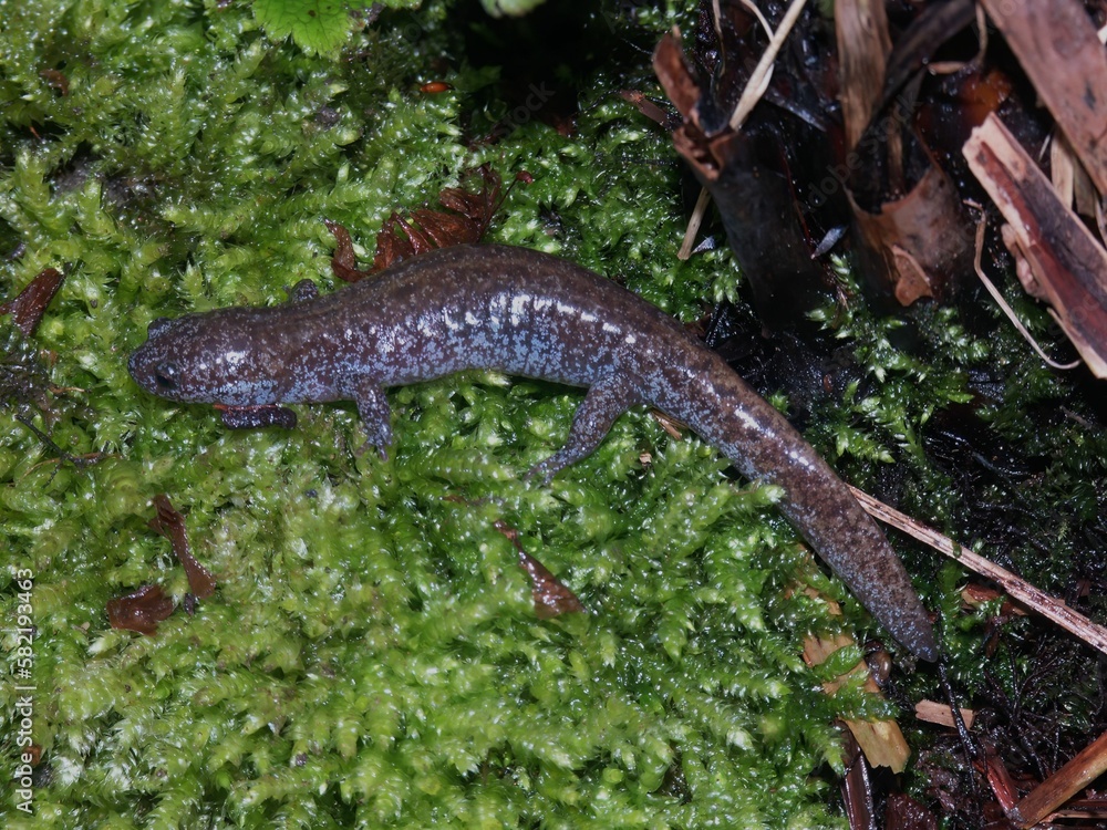Closeup on a juvenile of the endangered endemic Japanese Tokyo salamander, Hynobius tokyoensis