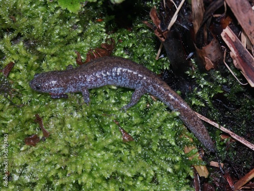 Closeup on a juvenile of the endangered endemic Japanese Tokyo salamander, Hynobius tokyoensis