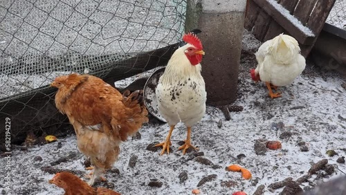 Domestic rooster and hens are pecking and looking for grain on the snowy ground. Country yard. Freezes. Agriculture in winter.
