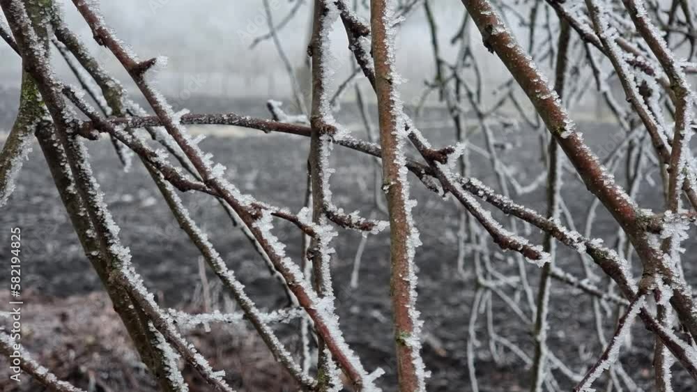 Viburnum branch is covered with frost. Winter landscape. Freezes. Early winter. Fog. Viburnum branch is covered with frost. Winter landscape. Freezes. Early winter. Fog.