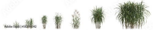 3d illustration of set miscanthus giganteus grass isolated on transparent background photo