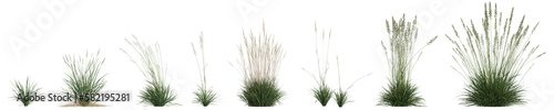 3d illustration of set koeleria macrantha grass isolated on transparent background