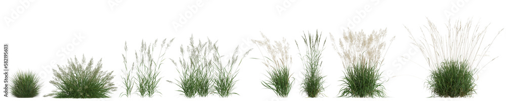 3d illustration of set calamagrostis arundinacea grass isolated on transparent background - obrazy, fototapety, plakaty 