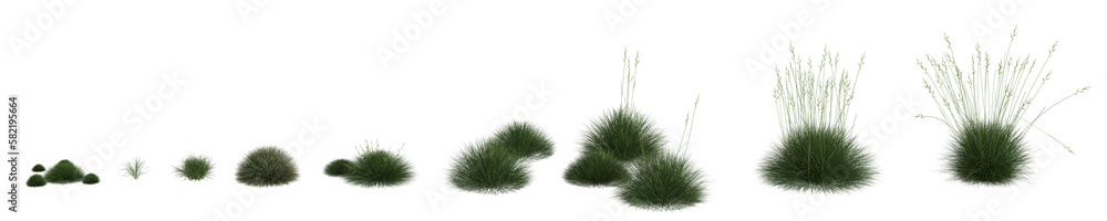 3d illustration of set festuca gautieri grass isolated on transparent background, human eye angle