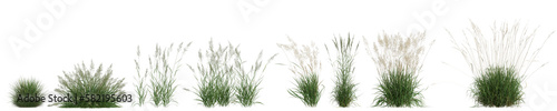 3d illustration of set calamagrostis arundinacea grass isolated on transparent background photo