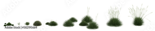 3d illustration of set festuca gautieri grass isolated on transparent background, human eye angle