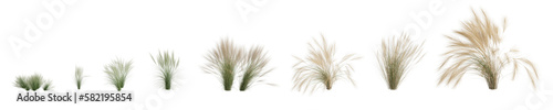 3d illustration of set nassella tenuissima grass isolated on transparent background, human eye angle photo