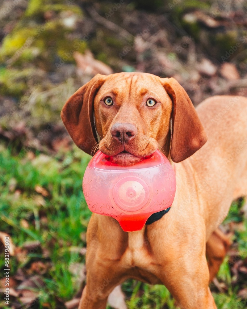 Vertical shot of a Vizsla dog holding a toy in a field covered in dried leaves Vertical shot of a Vizsla dog holding a toy in a field covered in dried leaves