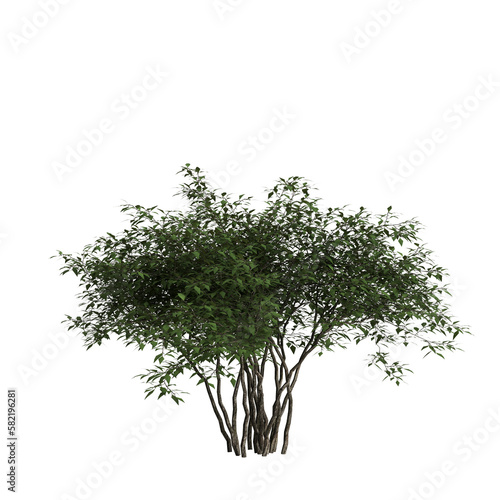 3d illustration of bushes isolated on transparent background