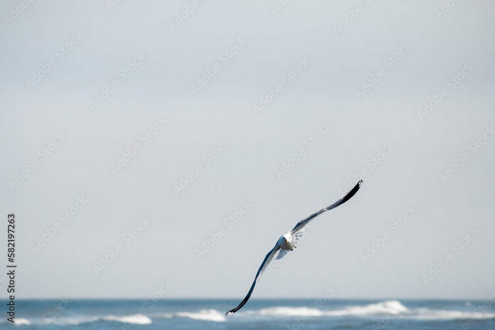 Seagull in flight over the ocean, facing the camera Seagull in flight over the ocean, facing the camera