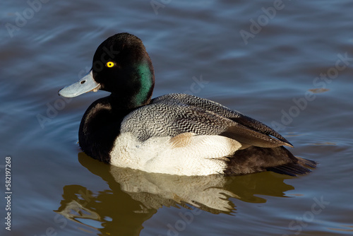 A beautiful Greater Scaup (Male) on a winter morning. Their heads are dark, with a green gloss; the breast is black, the belly white and the wing shows a white stripe. photo