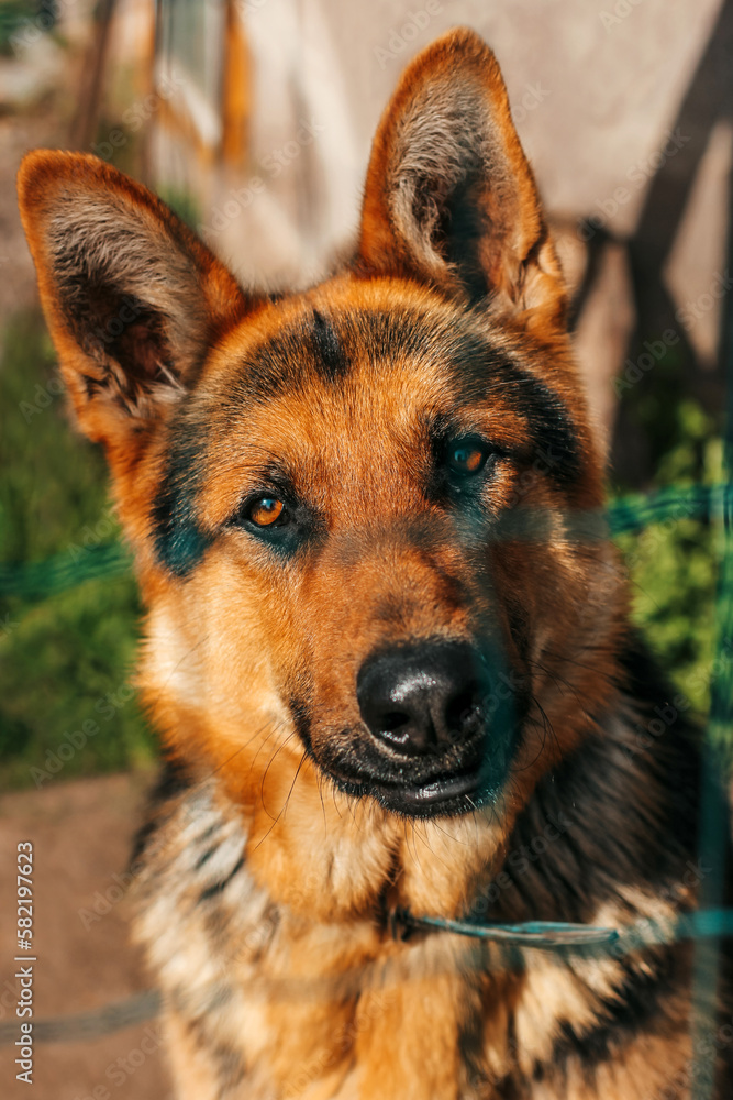 Close-up view of a dog behind a net. Beautiful German Shepherd Close-up view of a dog behind a net. Beautiful German Shepherd