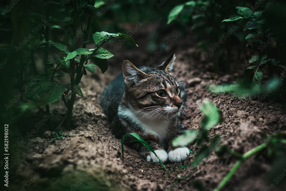 A beautiful cat lies in the garden. The cat watches and hunts.