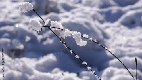 Swinging Branch Covered with Snow in Sun against the Backdrop of Winter Nature. Frozen snowflakes, ice crystals on a branch in the rays of sunlight in forest. Blurred background of snow, snowdrifts.