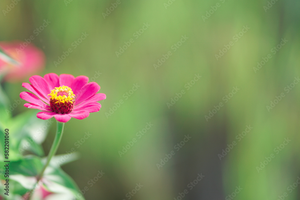 Obraz premium Graceful zinnia flower blooming against green background on summer day macro photography. Blooming zinnia with purple petals close-up shot in summer.