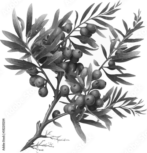 sea buckthorn branch, illustration