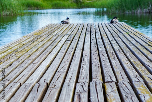 couple of ducks out of focus on a lake pontoon