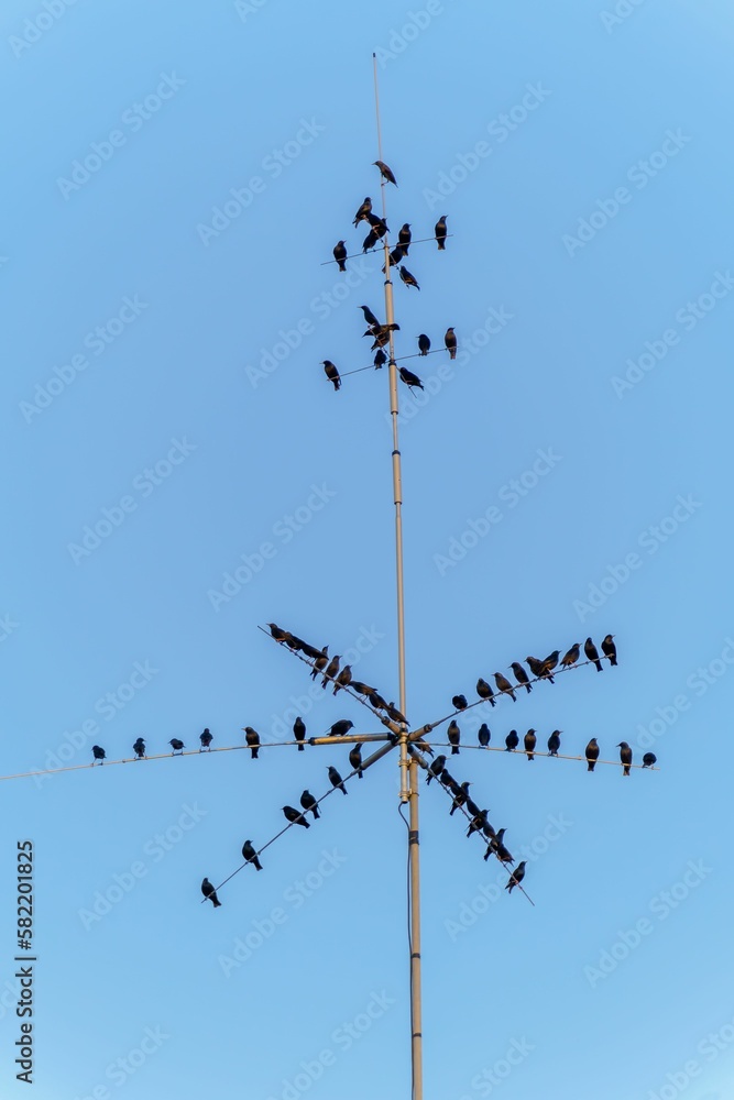 blackbirds perched on a rooftop antennae blackbirds perched on a rooftop antennae