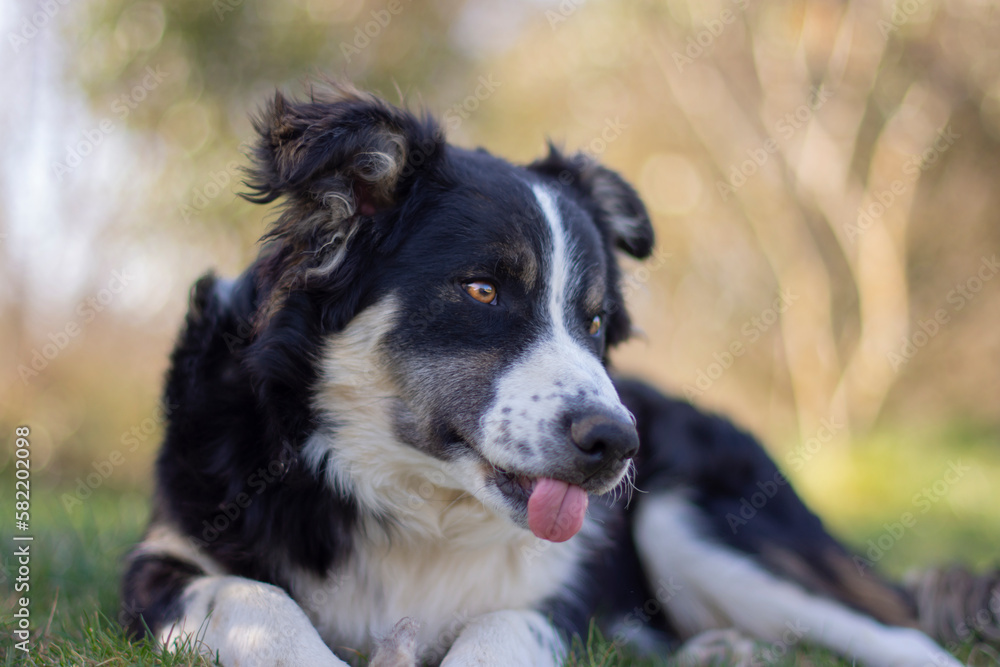 Portrait of a lovely puppy dog border collie