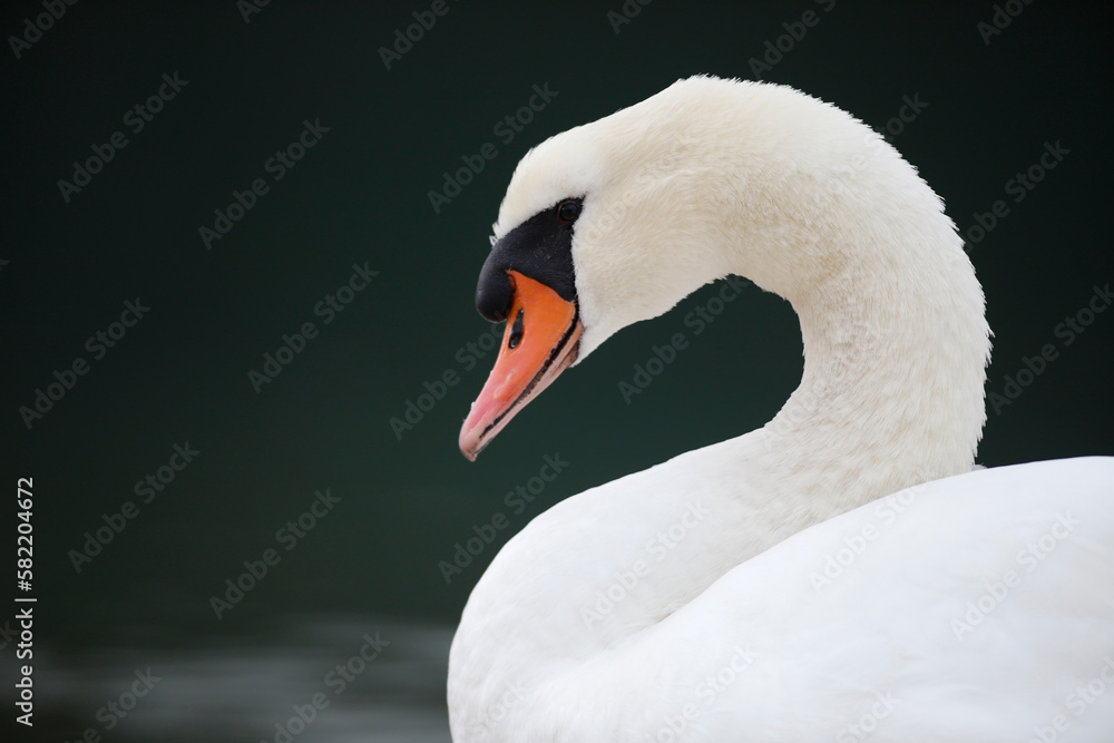 Fototapeta premium A white swan (Cygnus olor) showing its beauty on a lake in Europe.
