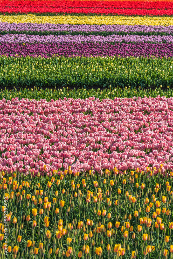 Rainbow tulip field (can be used as background image)