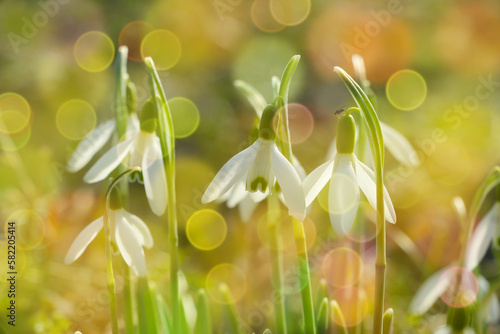 kwitnące przebiśniegi z efektem bokeh