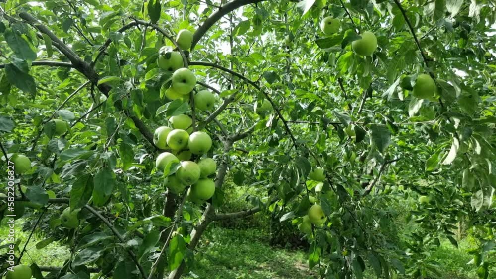 Green small apples hang on the branches of a tree in a summer garden. Home gardening. Sunny and windy weather. Green small apples hang on the branches of a tree in a summer garden. Home gardening. Sunny and windy weather.