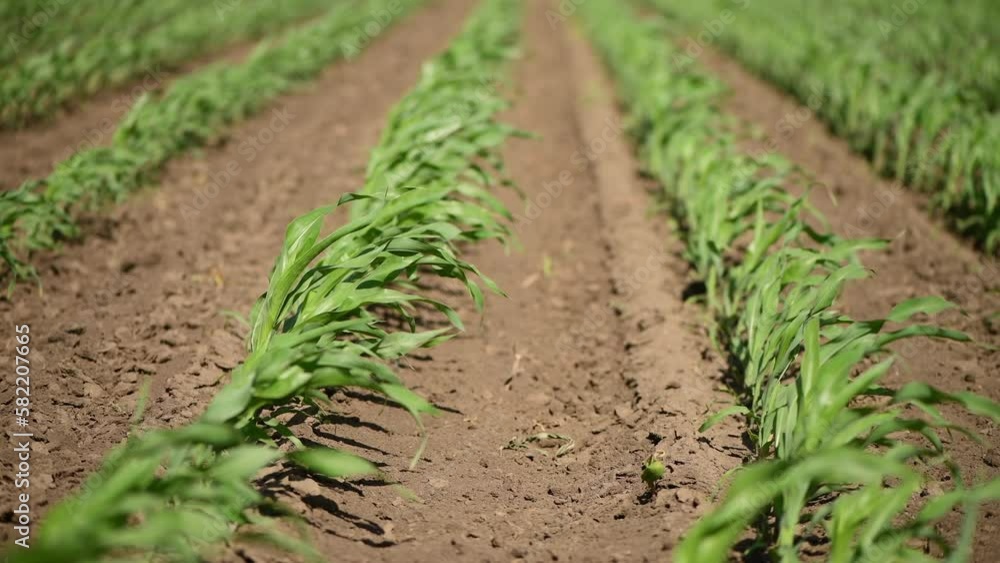 Wind in corn crop cultivated field Wind in corn crop cultivated field