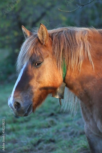 Vertical shot of a brown horse